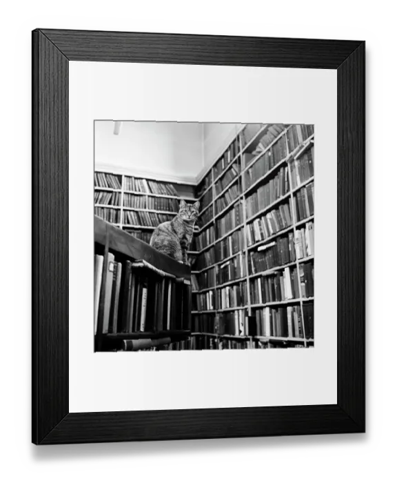 Framed Print : Cat librarian a066277 Framed Print : Cat librarian a066277