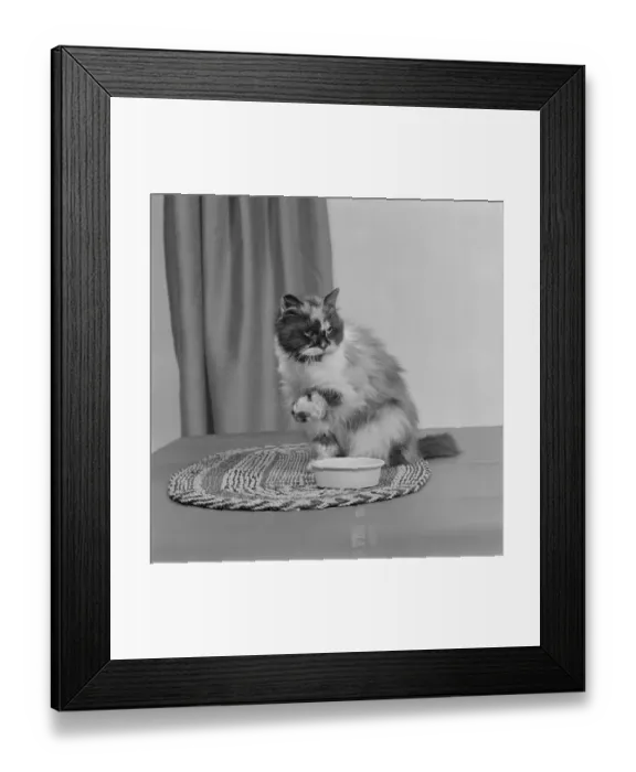 Framed Print : Cat with bowl a067695 Framed Print : Cat with bowl a067695