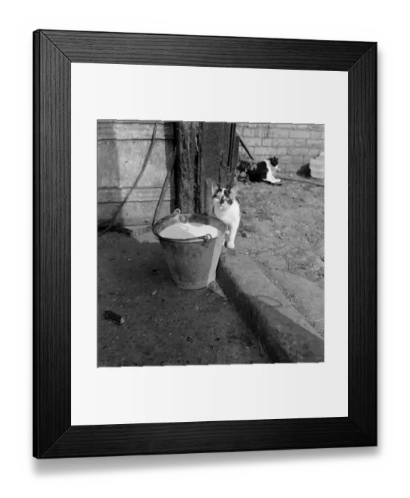 Framed Print : Cats tongue a076241