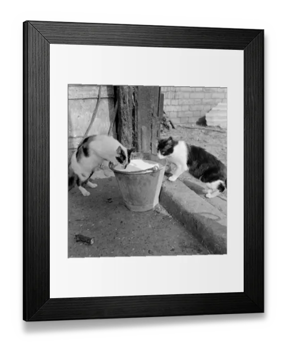 Framed Print : Cats like milk a076242