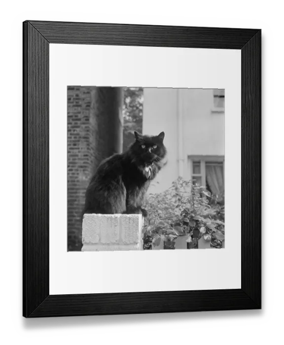 Framed Print : Cat perch a084435