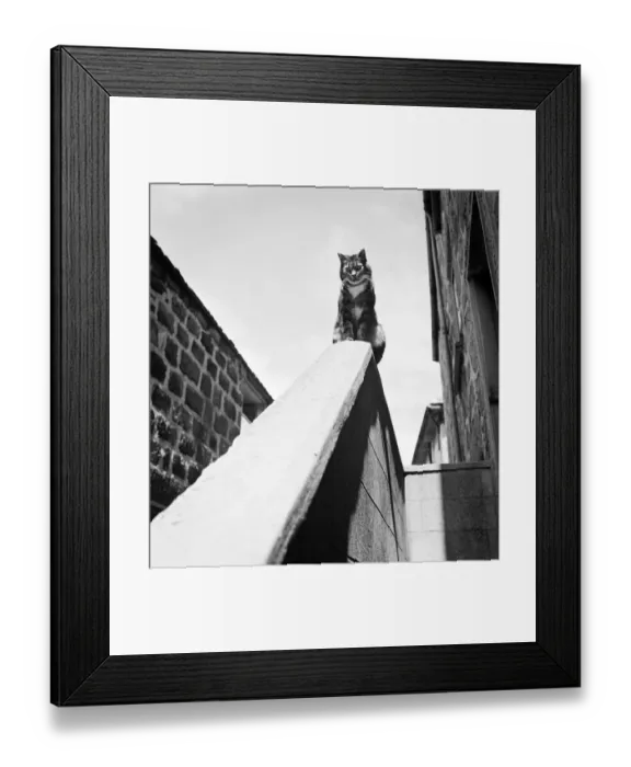 Framed Print : Cat perch a086641 Framed Print : Cat perch a086641