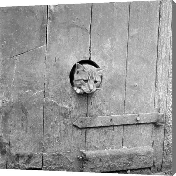 Cat window a086660