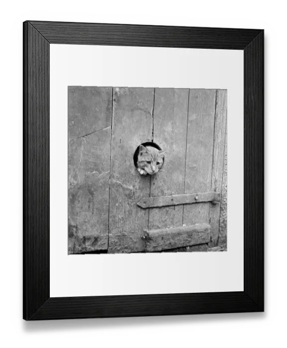 Framed Print : Cat window a086660