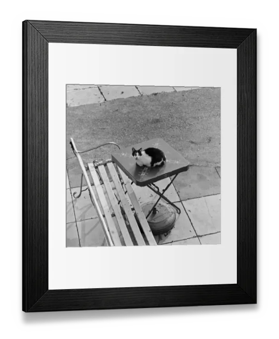 Framed Print : Cat on table a075838
