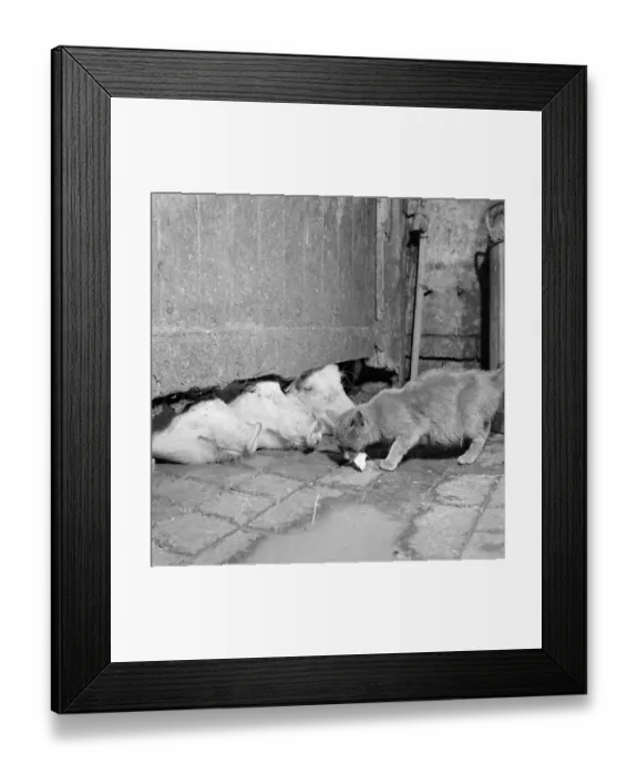 Framed Print : Cat snack a081620