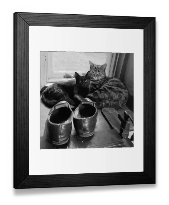 Framed Print : Cats slippers a083181