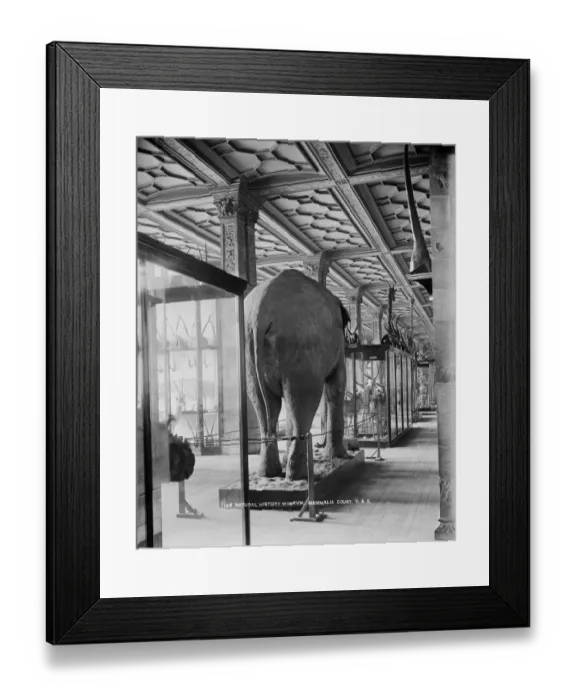 Framed Print : Natural History Museum CC97_01194