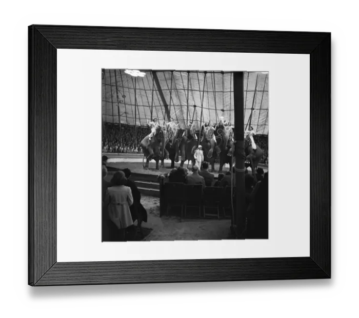 Framed Print : Circus elephants a98_16300