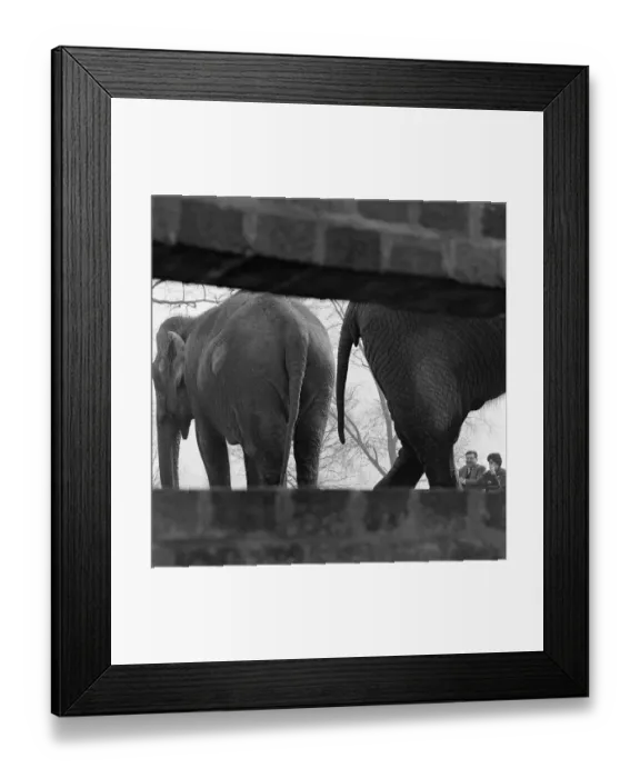 Framed Print : Elephants a098723 Framed Print : Elephants a098723
