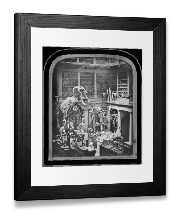 Framed Print : Hunterian Collection BB72_05026 Framed Print : Hunterian Collection BB72_05026