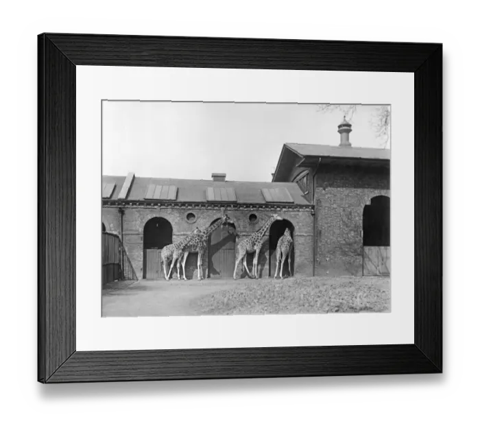 Framed Print : Giraffe house OP03633