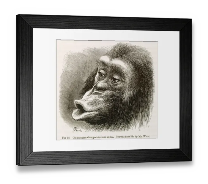 Framed Print : Chimpanzee. Illustration from Expression of Emotions... by Darwin K970320