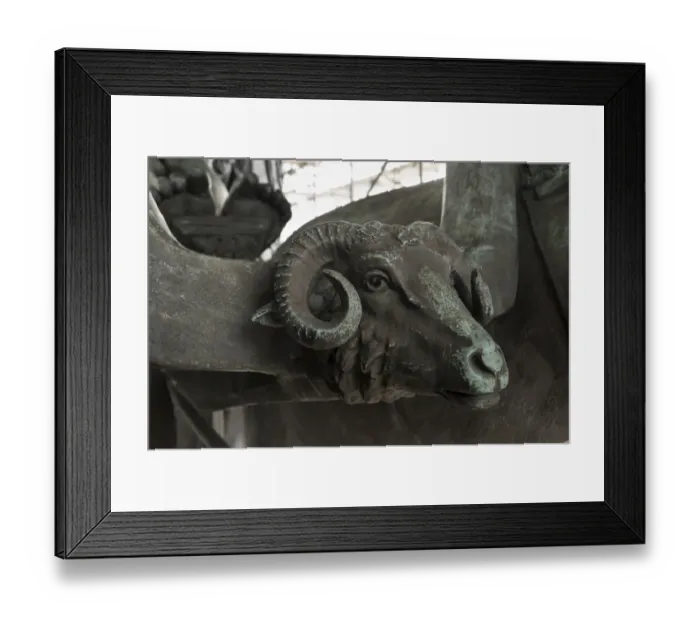 Framed Print : Rams head detail DP171671