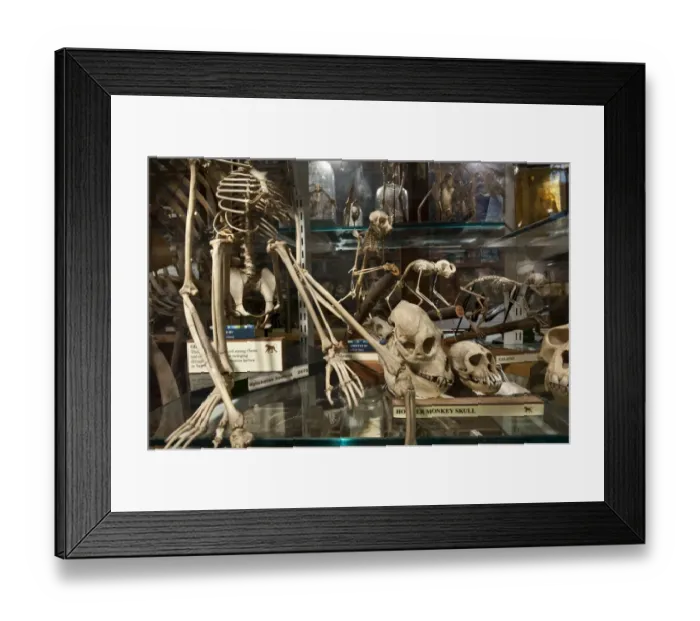 Framed Print : Zoology DP133255 Framed Print : Zoology DP133255