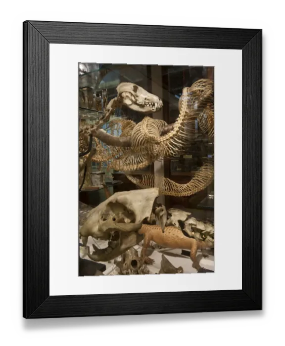 Framed Print : Zoology DP133260