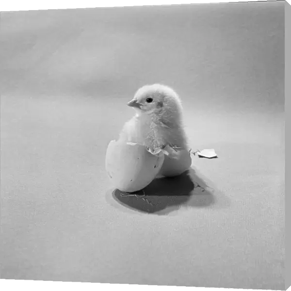 Hatched chick a107277