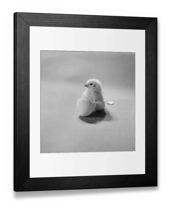 Framed Print : Hatched chick a107277 Framed Print : Hatched chick a107277