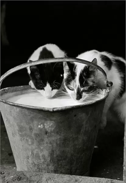 Cats drinking milk GAY01_08_01_01_001