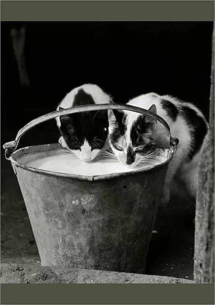 Cats drinking milk GAY01_08_01_01_001