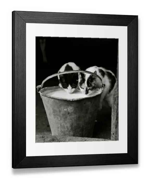 Framed Print : Cats drinking milk GAY01_08_01_01_001 Framed Print : Cats drinking milk GAY01_08_01_01_001
