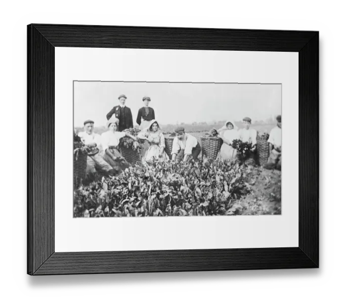 Framed Print : Woad production, Algarkirk, Lincolnshire NMR02_01_00009