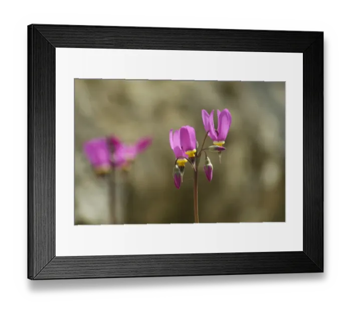 Framed Print : Flowering alpines N080164