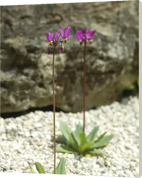 Flowering alpines N080165