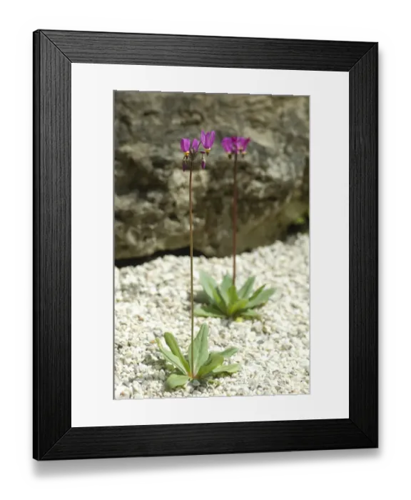 Framed Print : Flowering alpines N080165