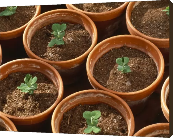 Pea seedlings M070097