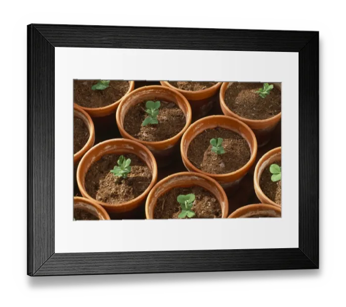 Framed Print : Pea seedlings M070097