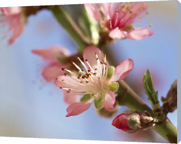 Peach blossom M070114