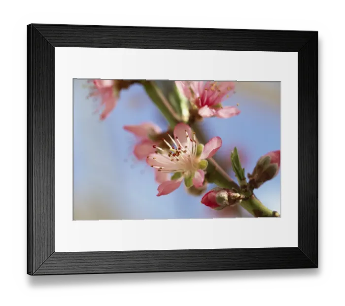 Framed Print : Peach blossom M070114