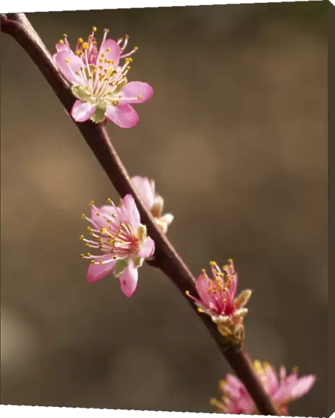 Peach blossom M070116