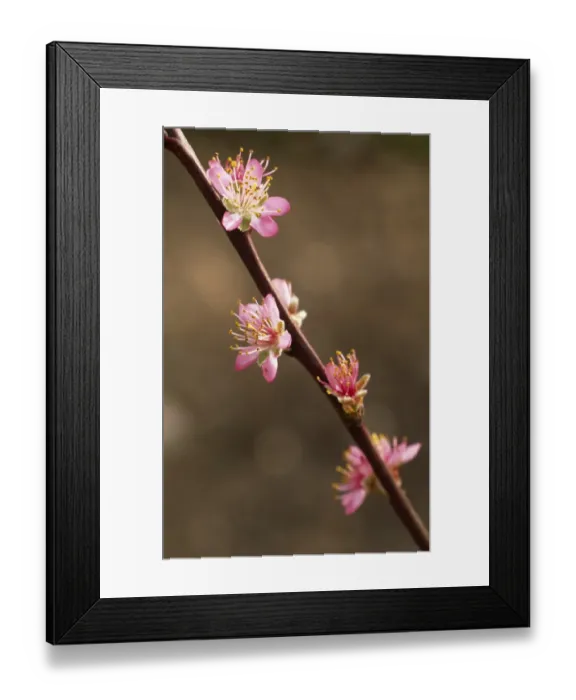 Framed Print : Peach blossom M070116 Framed Print : Peach blossom M070116