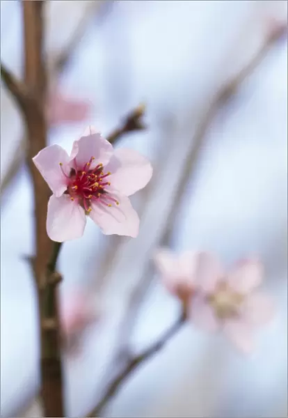 Peach blossom M070118