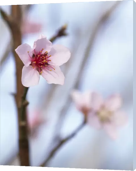 Peach blossom M070118