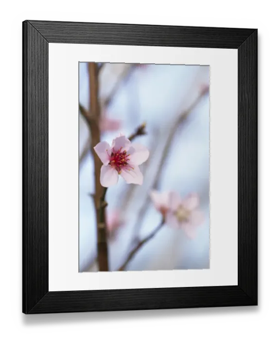 Framed Print : Peach blossom M070118