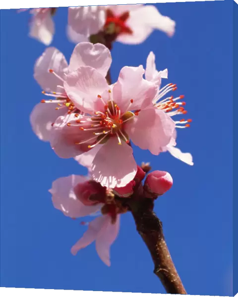 Peach blossom M070129