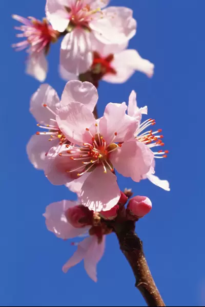 Peach blossom M070129