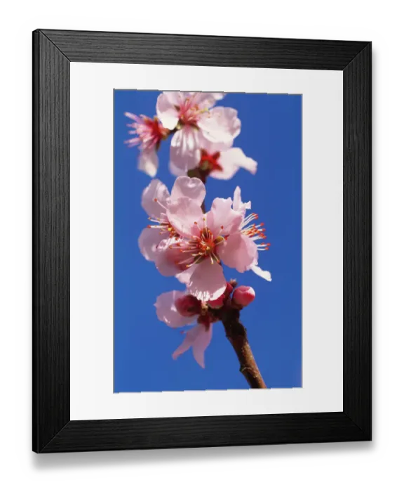Framed Print : Peach blossom M070129