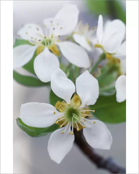 Pear blossom M070158