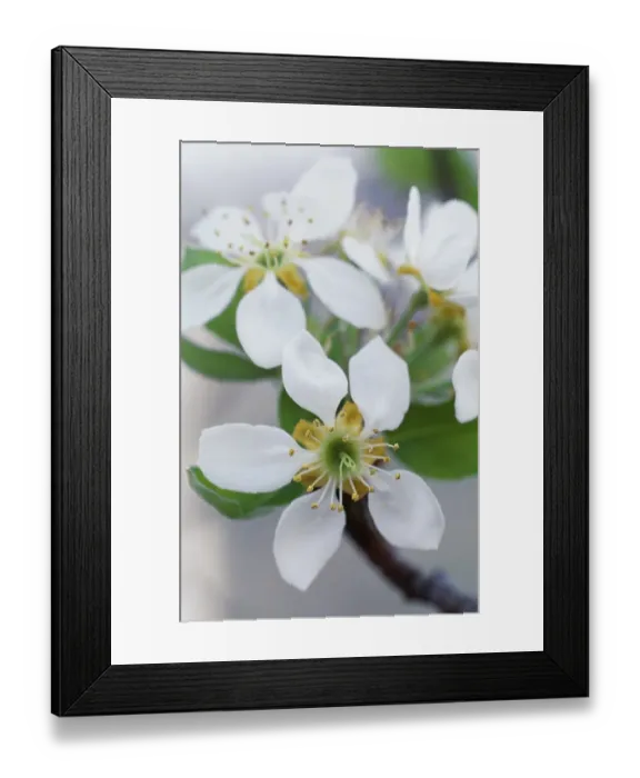Framed Print : Pear blossom M070158 Framed Print : Pear blossom M070158