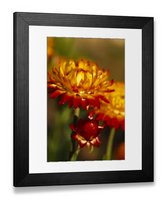 Framed Print : Helichrysum Monstrosum M070346 Framed Print : Helichrysum Monstrosum M070346