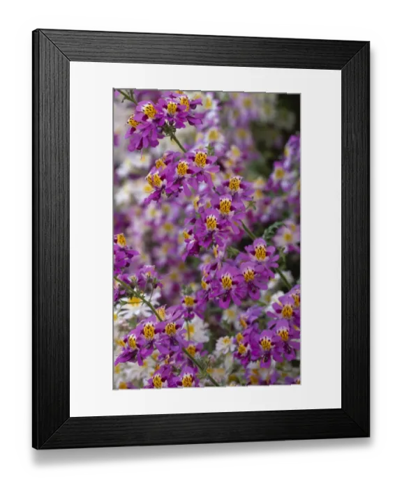 Framed Print : Schizanthus in bloom M070226 Framed Print : Schizanthus in bloom M070226