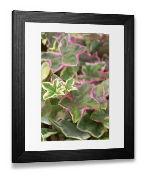 Framed Print : Leaves of Pelargonium L Elegante M070282