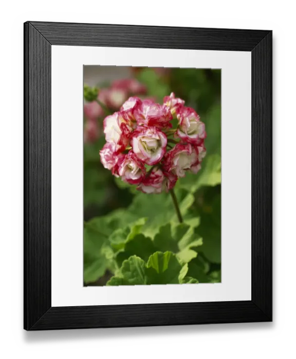 Framed Print : Pelargonium Apple Blossom Rosebud M070284