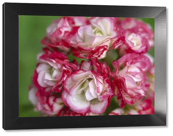 Pelargonium Apple Blossom Rosebud M070286