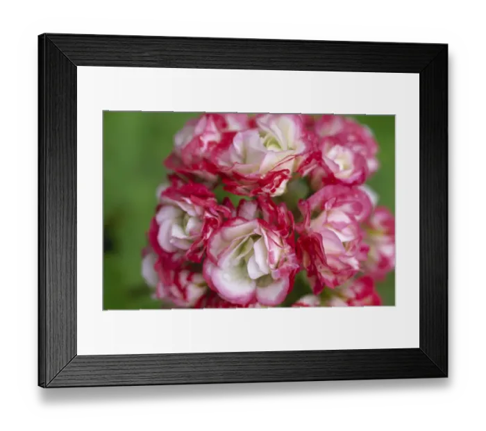 Framed Print : Pelargonium Apple Blossom Rosebud M070286 Framed Print : Pelargonium Apple Blossom Rosebud M070286