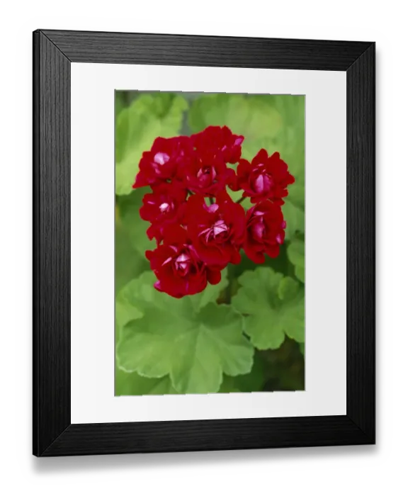 Framed Print : Pelargonium Plum Rambler M070288 Framed Print : Pelargonium Plum Rambler M070288